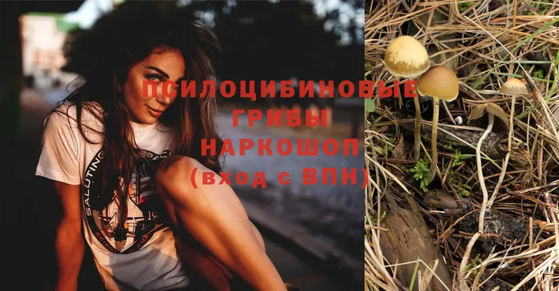 Псилоцибиновые грибы MAGIC MUSHROOMS  как найти наркотики  Волгодонск 